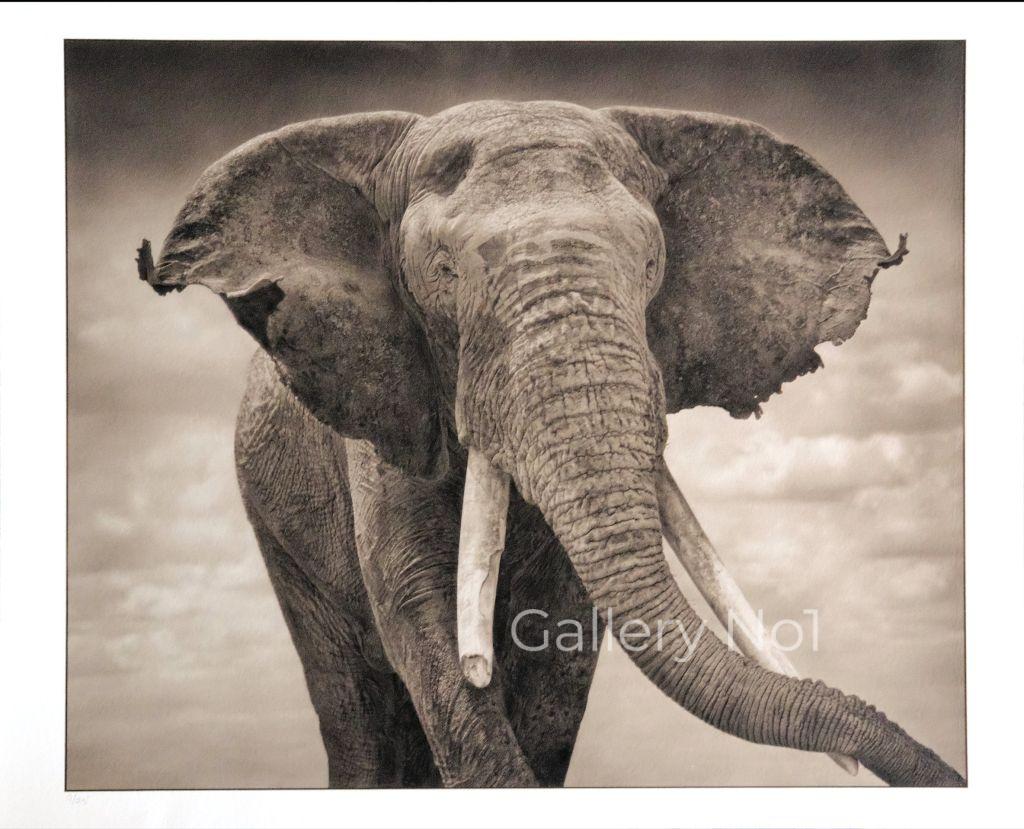 FIND NICK BRANDT ELEPHANT PHOTOGRAPHS FOR SALE