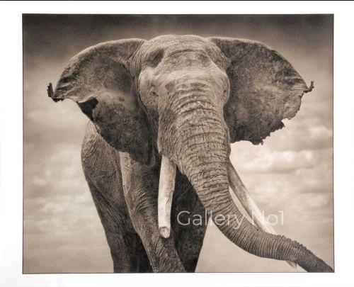 FIND NICK BRANDT ELEPHANT PHOTOGRAPHS FOR SALE