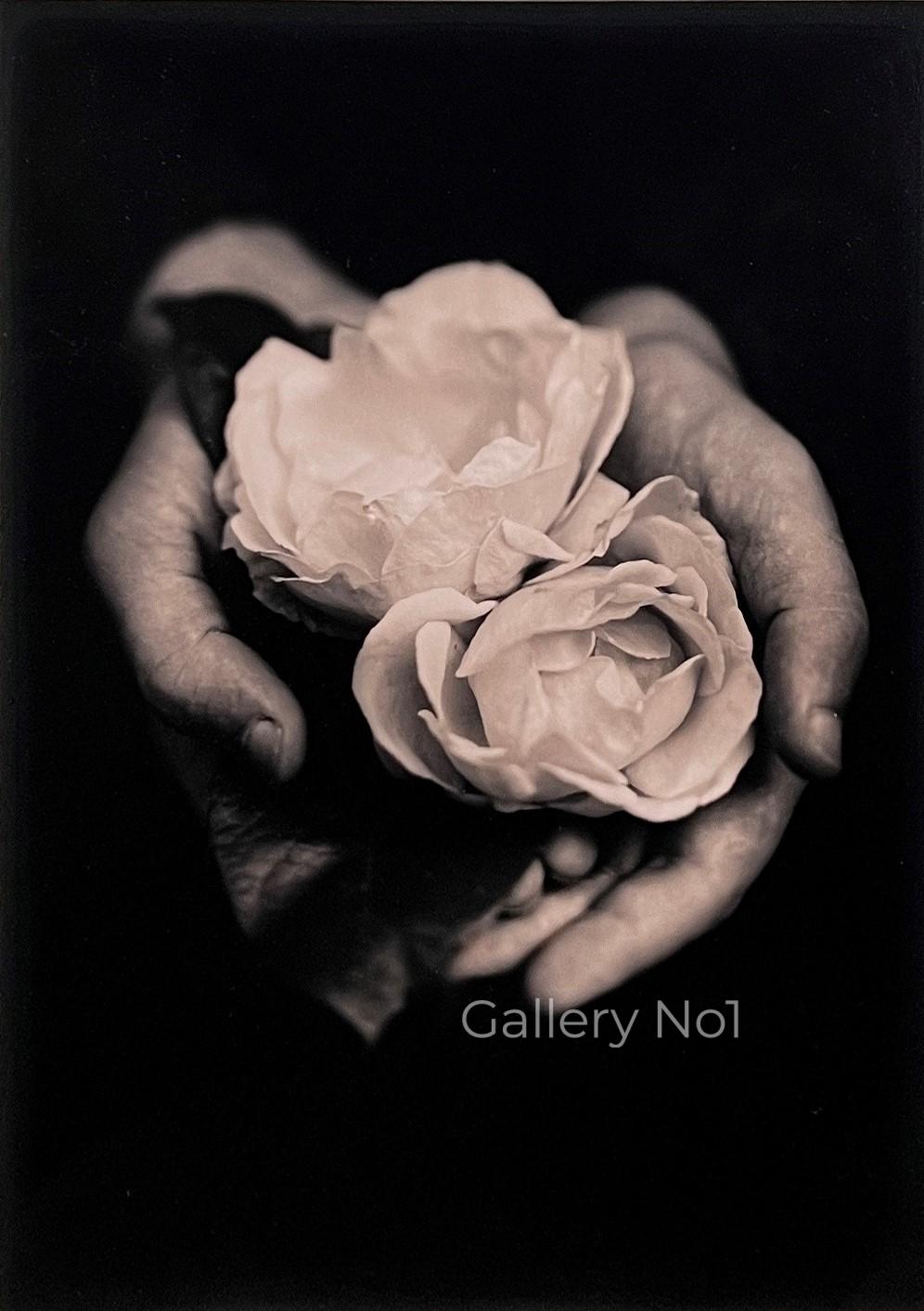 tessa-traegar-photograph-two-roses-gallery-no1- FIND TEAAS TRAEGAR PHOTOGRAPHS FOR SALE IN THE UK