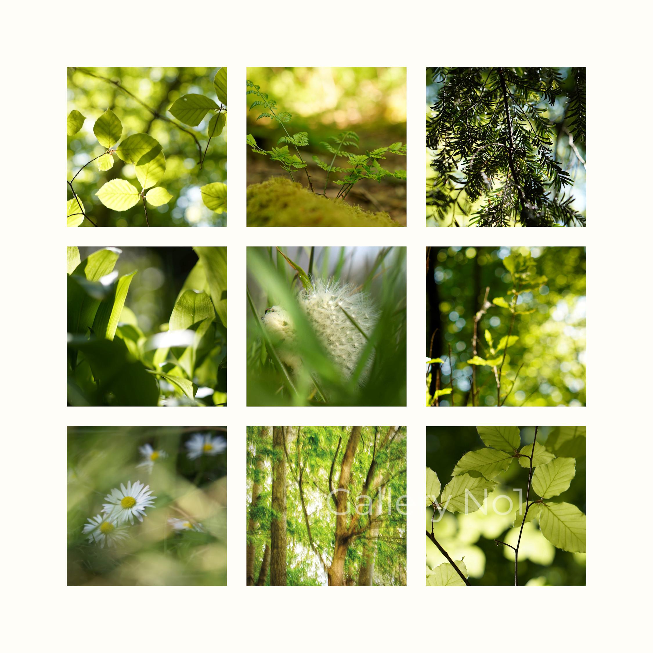 lisa-wilson-photograph-trees-plants-Nature-Collage FIND PHOTOGRAPHS OF TREES AND LEAVES FOR SALE
