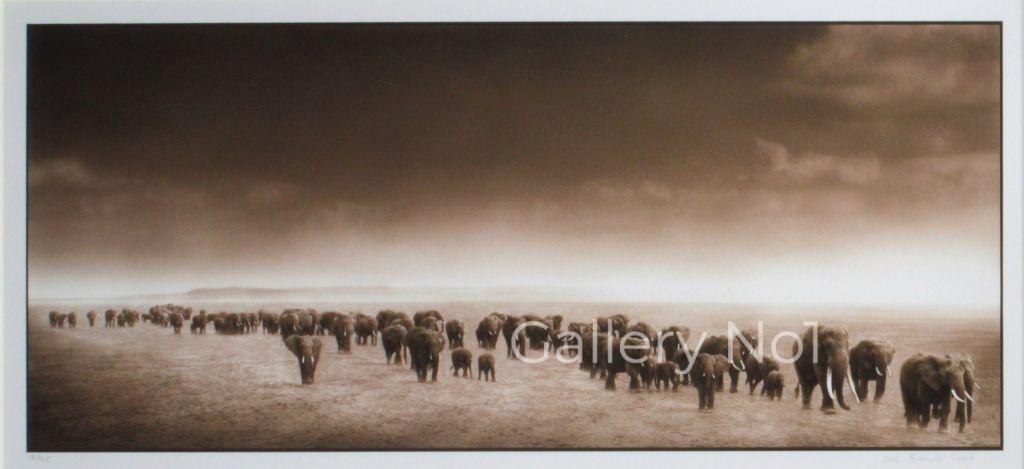NICK BRANDT AFRICAN ELEPHANT PHOTOGRAPHS ARE FOR SALE AT GALLERY NO1