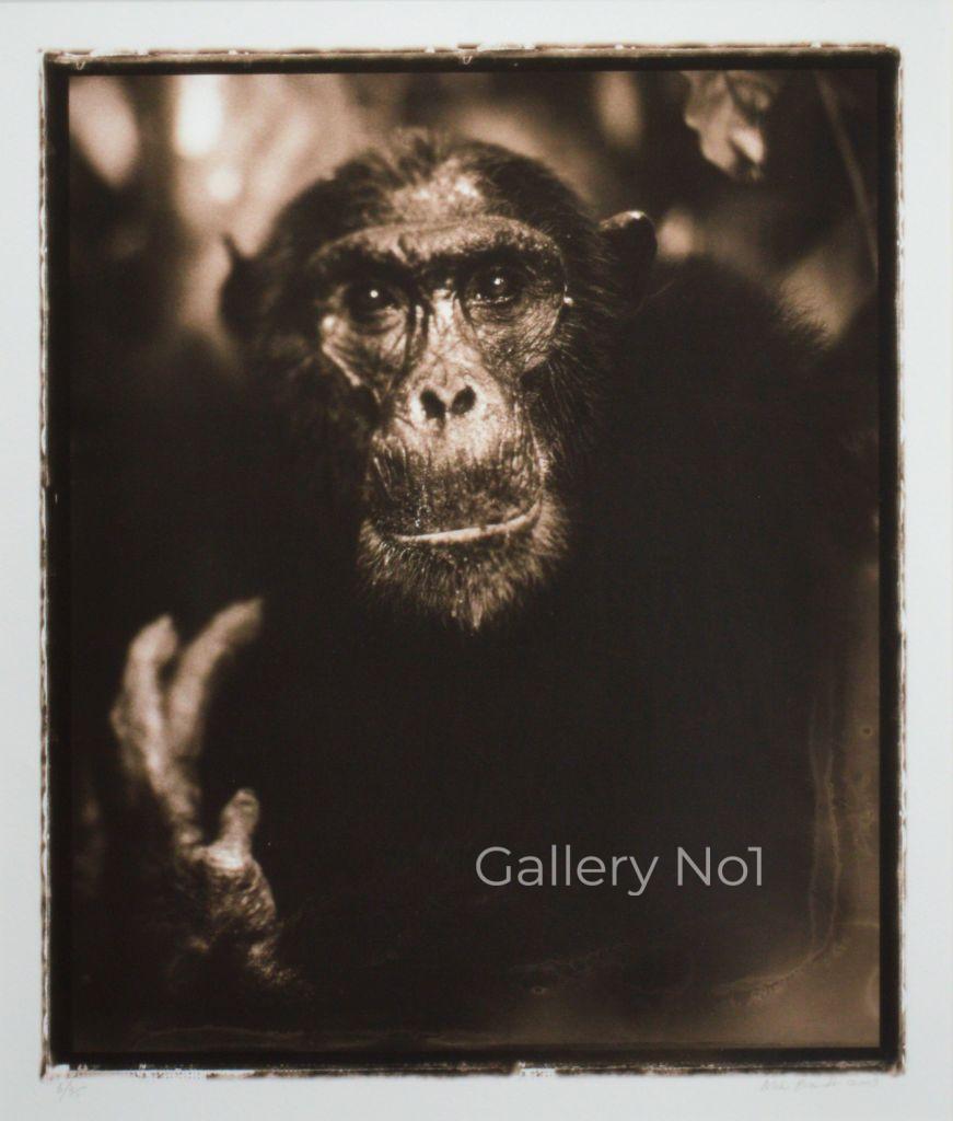 FIND NICK BRANDT WILDLIFE PHOTOGRAPHS FOR SALE AT GALLERY NO1