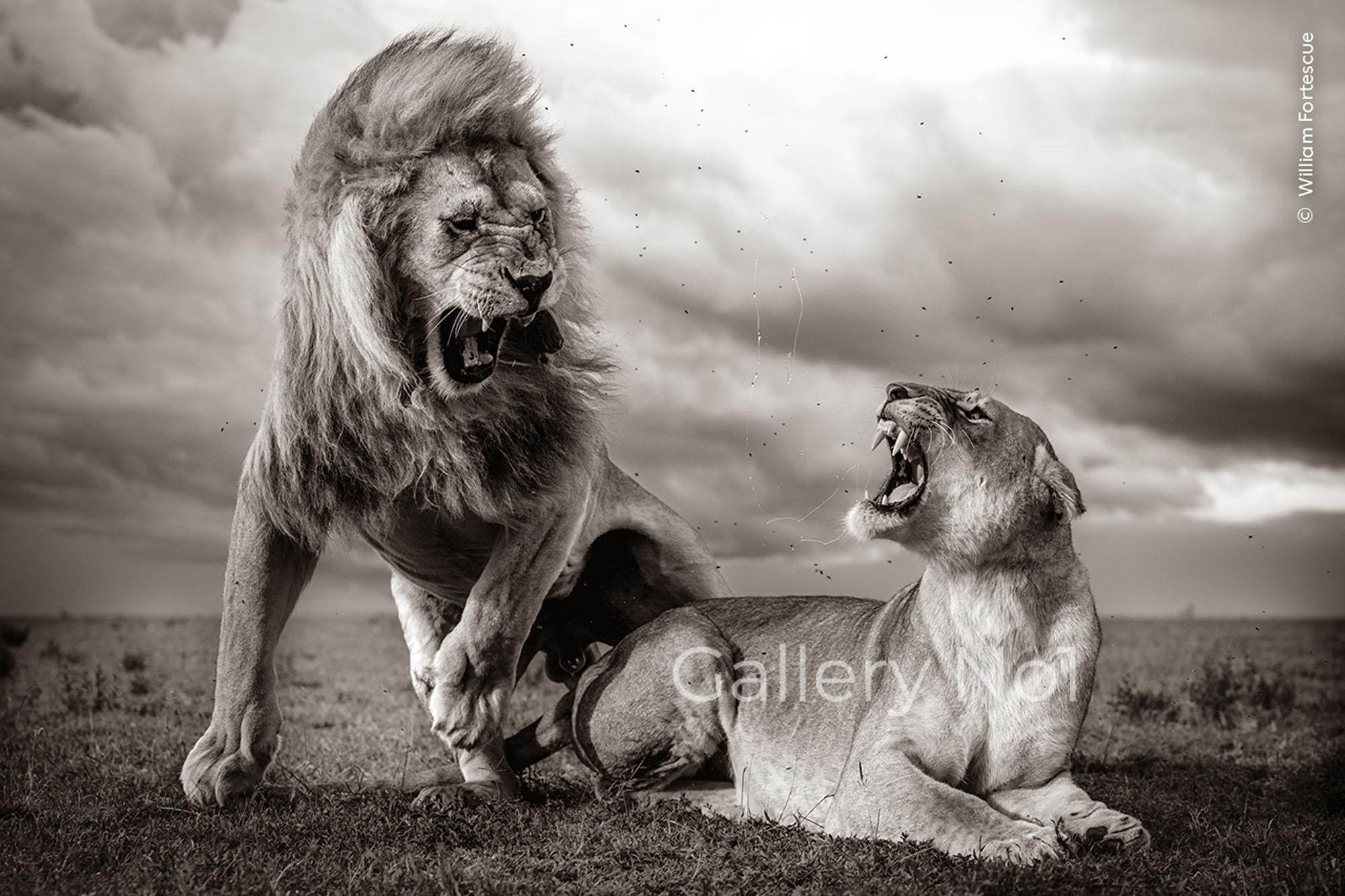 wildlife-photographer-of-the-year-2024-brighton- FIND INFORMATION ON WILDLIFE PHOTOGRAPHER OF THE YEAR EXHIBITION IN BRIGHTON