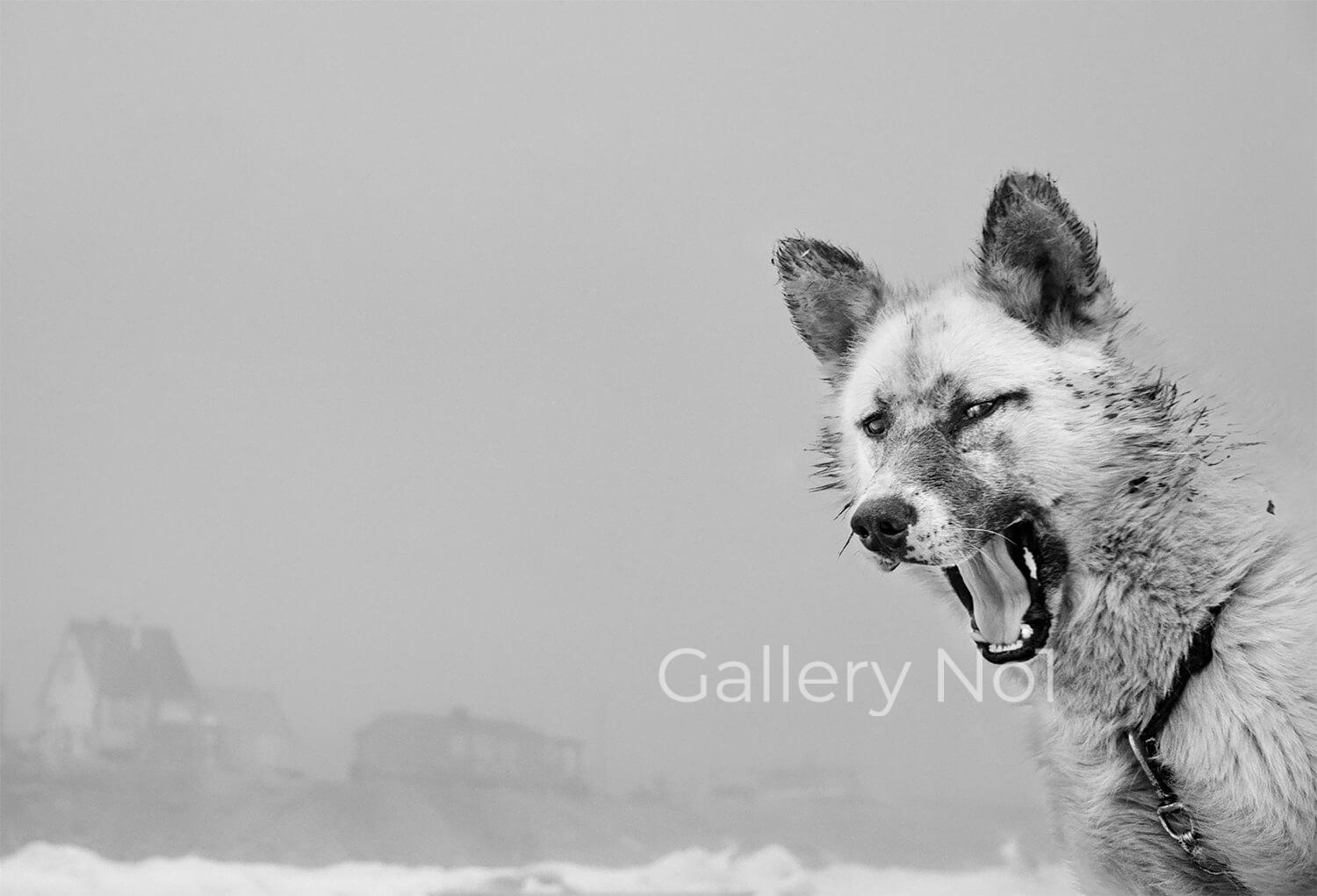 ragnar-axelsson-photobook-faces-of-the-north-small-edition-wolf SEARCH FOR FACES OF THE NORTH BY RAGNAR AXELSSON FOR SALE IN UK