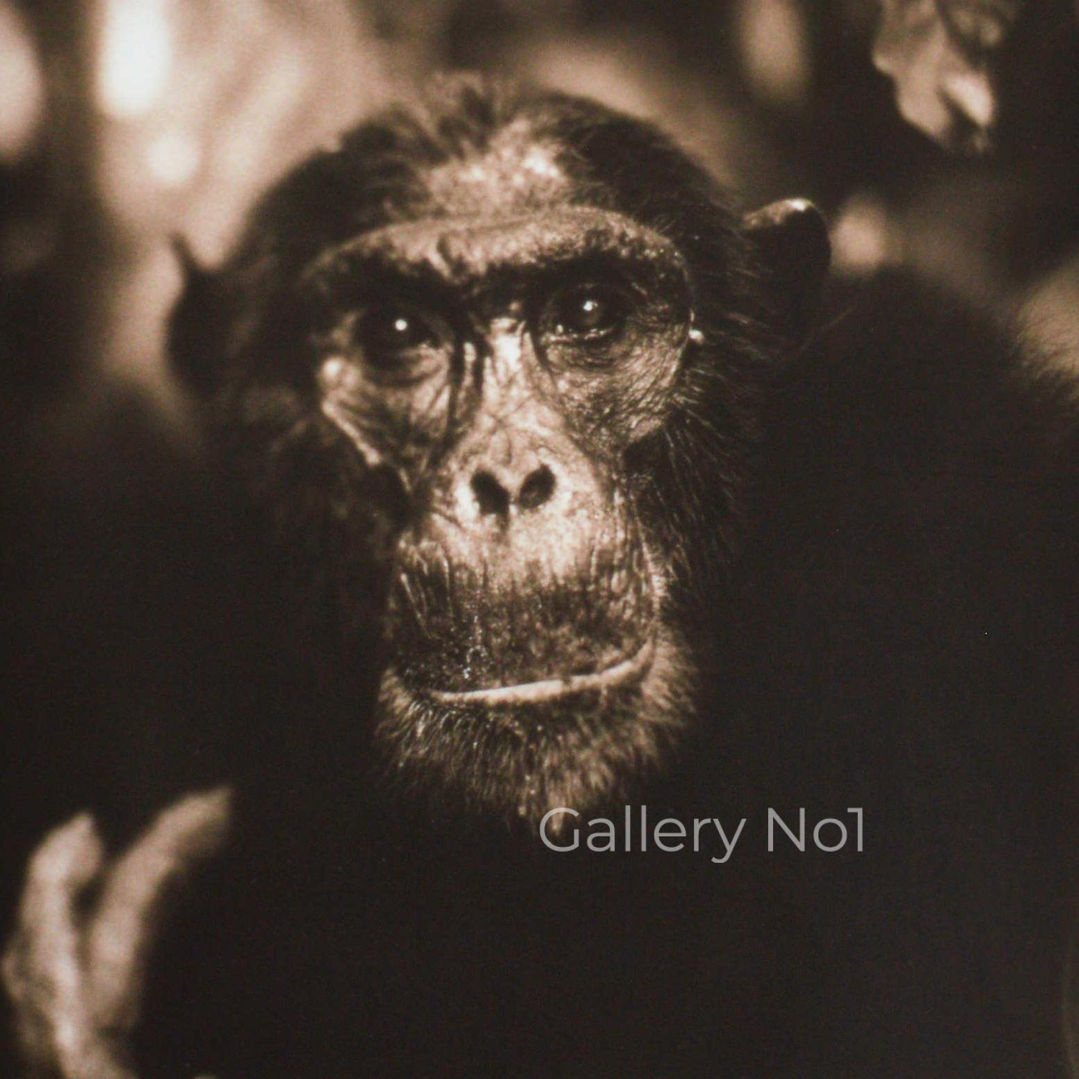 nick-brandt-wildlife-photography-chimpanzee-gallery-no1- AP FIND NICK BRANDT AFRICIAN WILDLIFE PHOTOGRAPHS FOR SALE ON GALLERY NO1 WEBSITE