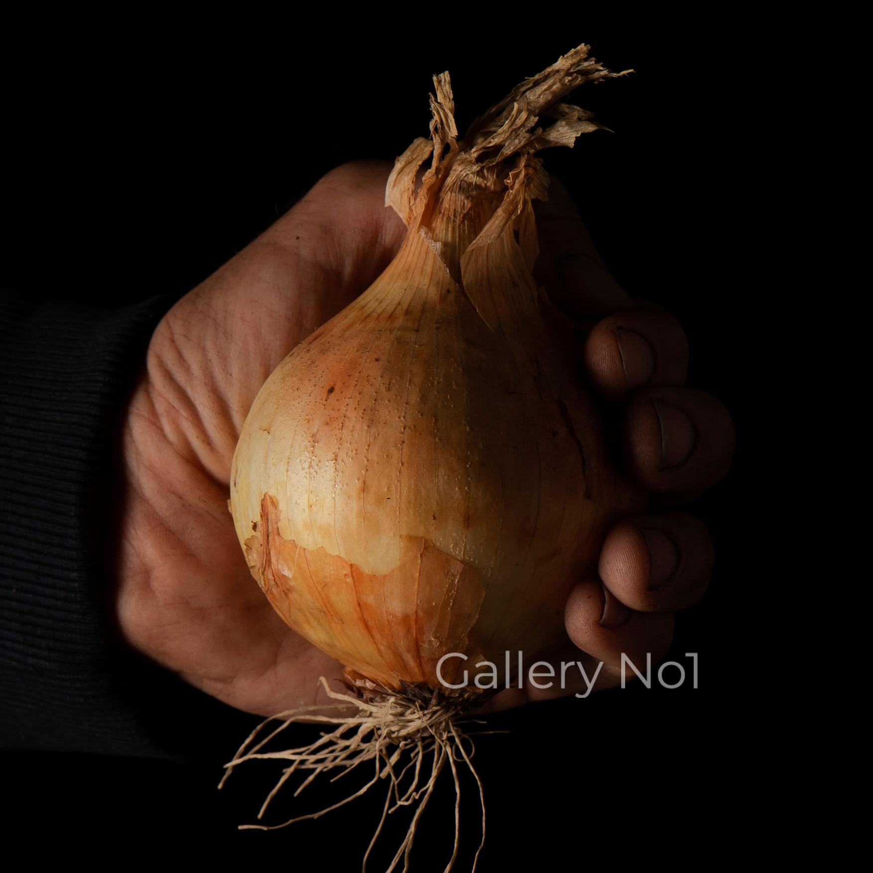 FIND PHOTOGRAPHS OF FOOD ONION FOR KITCHEN RESTAURANT RETAILER FARM FOR SALE